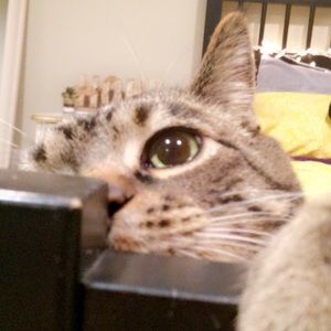 Meet your Posher, Katrina